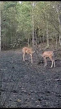 2 Male deer marking their territory - Forest Of Dean #deer #nature #maledeer #deerseason #wildlife