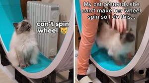“My Cat Pretends She Can’t Make Her Wheel Spin So I Do This…”