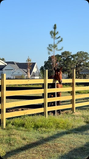 Majestic ✨ #horsesofinstagram #appendixhorse #majestic #majestichorses #funnyanimals #oogumboogum #farmlife | Big Creek Farms - Lakeland, GA