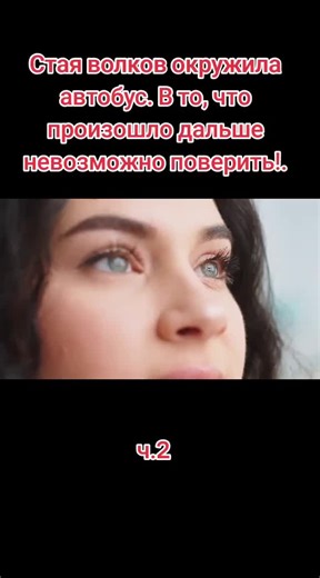 Wolves Surround a Bus: Unbelievable Encounter!