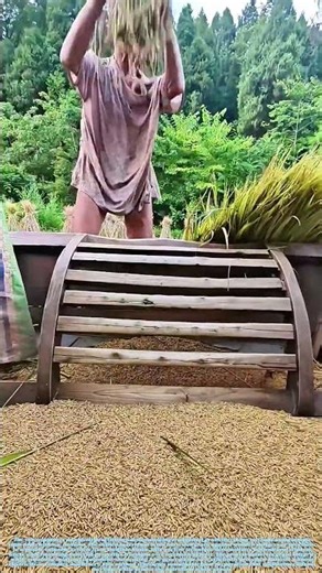 Threshing Tradition: How Age-Old Techniques Separate Grain from Husk