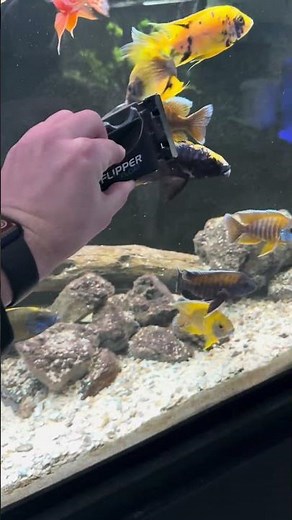 Maintenance on the African Cichlid Tank