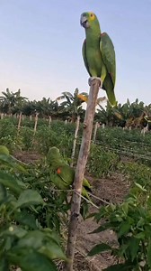Lindos loros que empiezan a hablar #Fotos #elcampoesmipasion #reelsviralシfb #videoviralシ #amoralprojimo #AyudaSocial #amor #funny | El campo es mi pasión