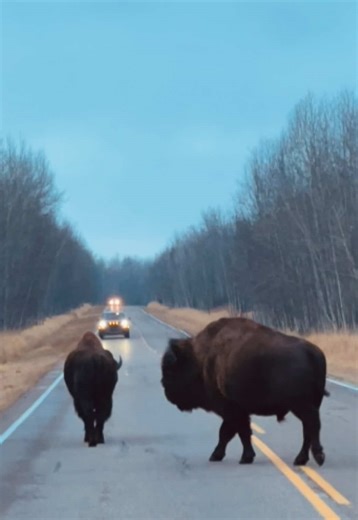 Exploring Alberta's Bison Population
