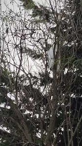 Peeper there she goes again