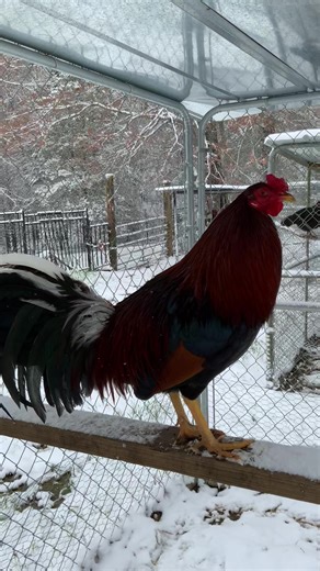 Albany brood cock❤️👌#gamefowllife #gamefowlbreeders #foryoupage #gamefowlnation #gamefowlfarm