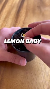 345K views · 6.7K reactions | How to grow a lemon tree at home! 朗 This was my first ever plant I grew, so it’ll always be special to me.. plus when life gives you lemons, you already know… grow more! 殺 . . . #lemon #lemons #howto #garden #gardening #plants #plantbased #vegan #planttips #diy #learning #instadaily #organicgardening #wow | creative explained | Facebook