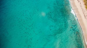 Sharks migrating off coast of Florida by the thousands