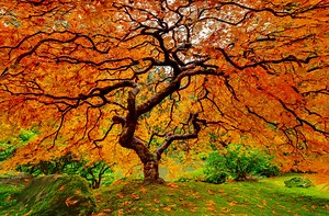 "Grand Royal" - an ultra high resolution 325 megapixel VAST photo