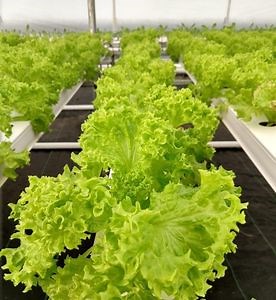 [Hot Item] Agricultural Hydroponics Nft Gully PVC Pipe Hydroponic System for Leafy Vegetables