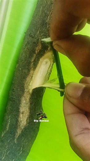 grafting style practice 🌱🌳 #plants #garden #gardening #nature #craft #diy #grafting