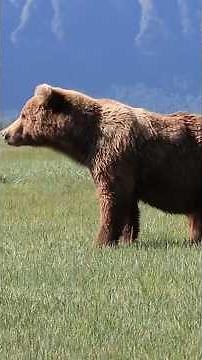 Amazing Bears Clips #shorts