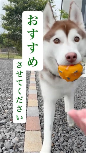 換毛期の救世主🦸毛づまりごっそりブラシ！！ #カインズ #cainz