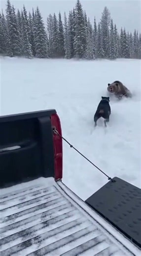Dog vs Bear Showdown in Snow: Wild Encounter from a Pickup Truck!
