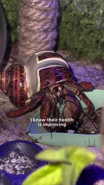 4.7M views · 231K reactions | This woman found 4 hermit crabs in a box on the road — so she took them home and let them pick out new shells ❤️ We talked to Ariel, who told us that painted shells are actually toxic, and how they each have distinct personalities! Keep up with Ariel on TikTok: thedo.do/arielly1219. | The Dodo | Facebook