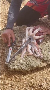Giant Octopus Caught on the Beach! Amazing Sea Creature