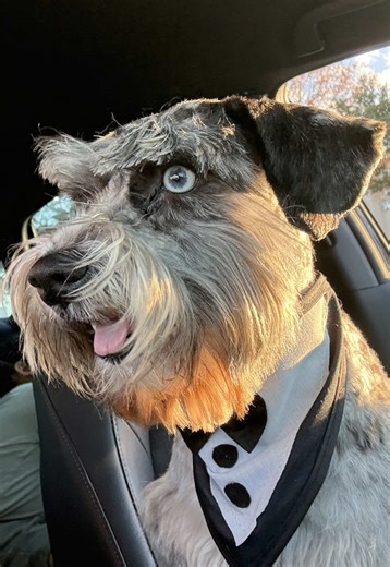Episode 1: What Sebastian’s eats #schnauzersoftiktok #fypシ #dogfoodrecipe #dogsoftiktok #dogs