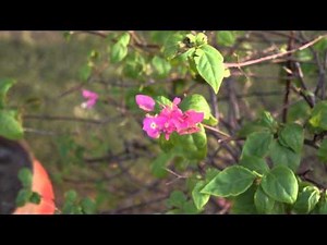 Nikon D3300 Review Video Sample 1080p@60fps