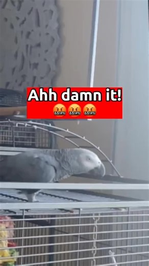 Junglejabber on Instagram: "« Meet this colorful chatterbox! Bright feathers, big personality, and even bigger attitude – this parrot’s got it all. Who else loves birds with style? » #SmartBird #GeniusParrot #FunnyParrot #ParrotGames #BirdReels #ViralReels #TalkingBird #HappyBird #ParrotLovers #PetLovers #ExoticPets #BirdLife #ReelsTrending #CuteAnimals #FunnyPets"