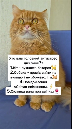 Напишіть в коментарях #життяукраїнців #гуморукраїна #мемиукраїна #антистресс #кітблогер #cat