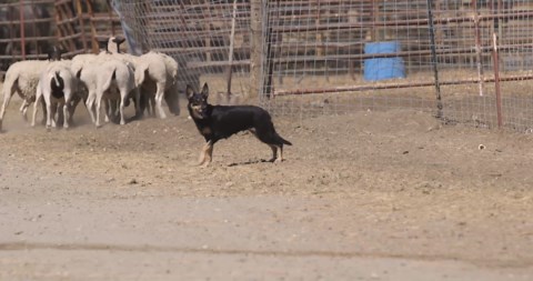 AUSTRALIAN KELPIE BREED REVIEW