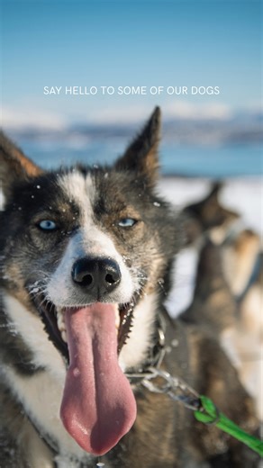 Arctic Adventure Tours on Reels