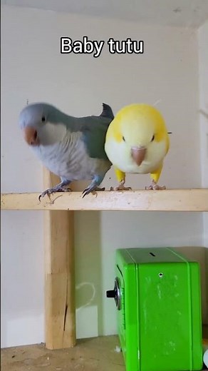 Quaker Parrot talking singing #shorts