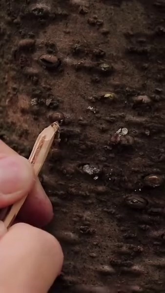 Bark Blisters - Great for fire lighting as well as wound healing 💪🏻#bushcraft #survival #tree #nature #taoutdoors | TA Outdoors