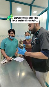 Turtles look calm, quiet, and “easy to manage,” but the truth is they need more care than most people expect. At RMV Veterinary Clinic, we see many turtles brought in with preventable health issues simply because pet parents aren’t aware of their actual needs. Here’s what every future turtle parent should know: 🌡️ Temperature & UVB Requirements Turtles need a proper basking area, warm water, and UVB lighting to maintain shell health and prevent metabolic bone disease. 🍃 Specialised Diet They a