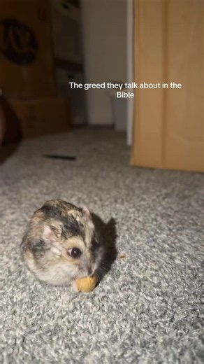 Hamster Never Lets Go — Funny Greedy Hamster Clip