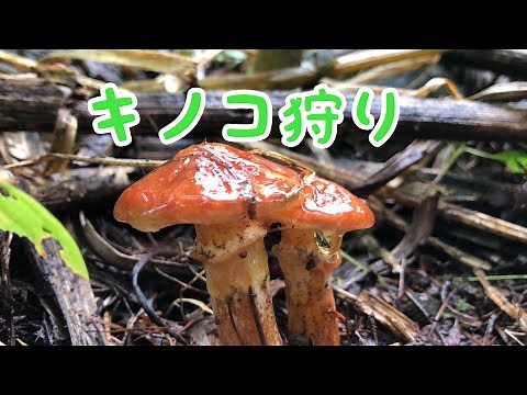 キノコ狩り 天然きのこ料理 北海道でキナメツムタケ、エノキタケ、クリタケとかを採取して食べる 2018 PART2