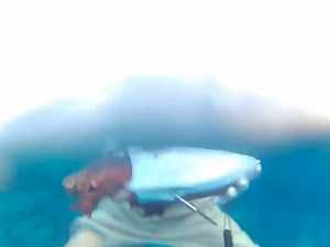 18K views · 217 reactions | Cuttlefish Monster Catch | Fishing Videos | Facebook