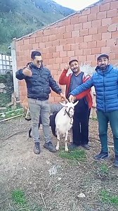 1.3M views · 31K reactions | clients De Sétif . NYAAR _ Élevage de chèvres _Algérie | NYAAR _ Élevage de chèvres _Algérie | Facebook