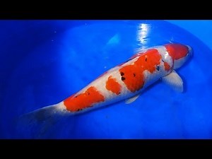 Japanese Koi | Jumbo Taisho Sanke Koi Fish from Japan