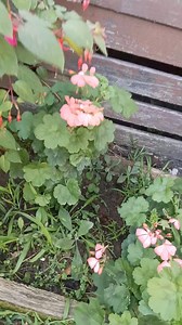 Fuschia flowers 2024 | Mercy music cover | Facebook