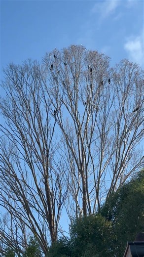 Morning Birds in Australia 🐦🌿| Native Birds Calling