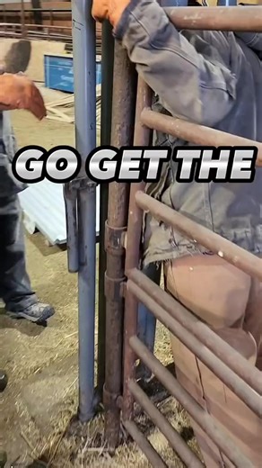 34K views · 146 reactions | Cali thinks the bull testing probe sounds like a good time. It definitely would be a shocking experience. #people #crazy #animals #farmers #reelsinstagram #ranch #farm #farmlife #bull #california #cali | 1HandnFarming | Facebook