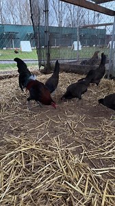 Old school penny blood in the making to put back in my new generations 💣💣💯💯 | Diamond Ranch