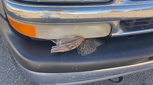 The best food in Laredo Tx as far as I’m concerned they make homemade corn and flour tortillas right in front of you ,also Catherine was out Quail hunting today with her car. | Hebbronville Machine Shop