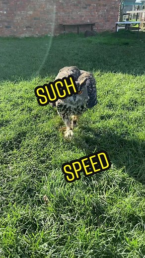 Bubo the Owl Running at High Speed