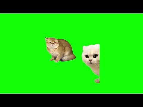 Green Screen Cat Fight Meme