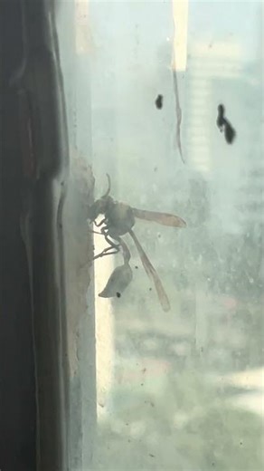 姬蜂科 Ichneumonidae