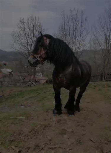 #voicu❤️💪 pe vremea când era vagabond, îl refacem la loc 🤝😘și după stam de vorba 🤝🤫@🫧Miha🫧 @Alex Craciun