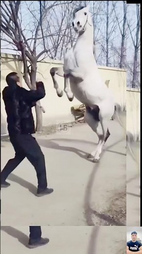 Amazing Horses 🐎 The Most Powerful & Fastest