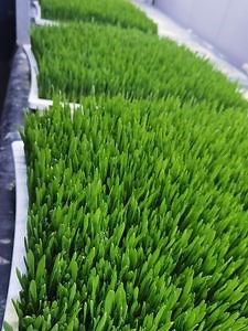 Growing Hydroponic Fodder Step by Step Producing Fodder Crops Using Hydroponics