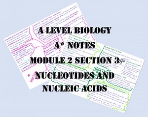 A Level Biology Revision Notes - Nucleotides and Nucleic Acids - DNA Gift for Student Revision Guide Study Notes A* Revision Notes Biology - Etsy UK