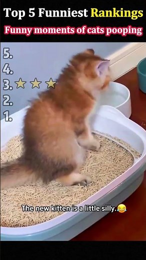 Funny moments of cats pooping#funny #cat #funnycat #funnyvideo #meow #catlover #fyp #animal#top5