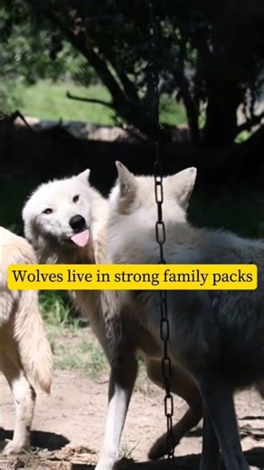 Wolf Facts That Sound Fake 😳 #shorts #facts #wolf
