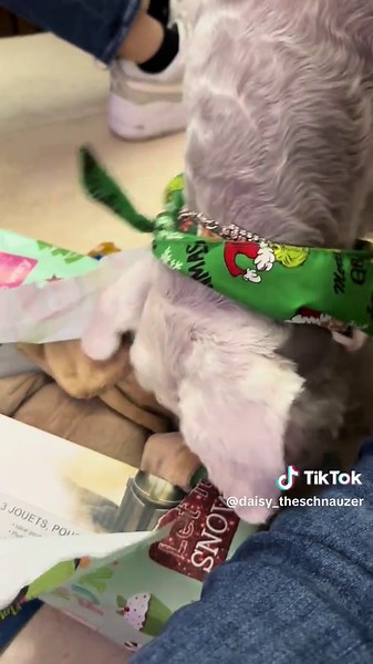 So many Christmas gifts 🎁 🎄🤗 #minischnauzer #miniatureschnauzer #schnauzer #schnauzers #schnauzer_feature #schnauzerlove #schnauzerworld #schnauzermini #schnauzergram #schnauzerlife #schnauzerofinstagram #schnauzercute #schnauzer_world #schnauzerdog #dog #doglover #dogstagram #dogsofinstagram #doglife #dogsstyle #perritosfelices #perritoslindos #perritostiernos #perritosdeinstagram #mexico #gdl #schnauzer_lover #schnauzer_of_instagram #dogsofinstagram #perrhijo #perritofeliz