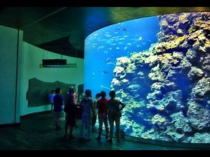 Taiwan Travel | 屏東海生館旅遊 | 最長海底隧道3D立體電影 | 小白鯨餵食動物秀